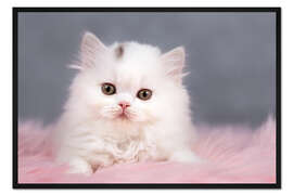 Gerahmter Kunstdruck Britisch Langhaar Katzenbaby in weiß
