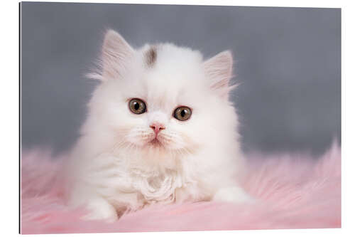 Galleritryk British longhair cat baby in white