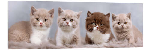 PVC-tavla British Shorthair kitten