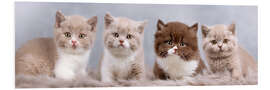 Foam board print British Shorthair kitten