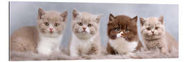 Gallery print British Shorthair kitten