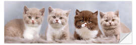 Sticker mural Chatons British Shorthair