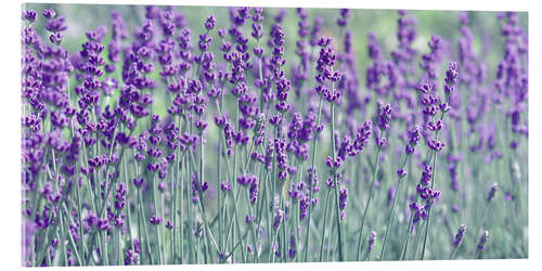 Akrylbilde Lavender field