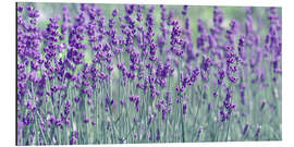 Tableau en aluminium Lavender field