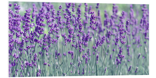 Cuadro de PVC Lavender field