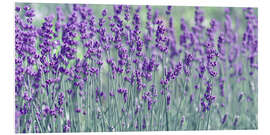 Foam board print Lavender field