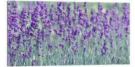 Gallery print Lavender field