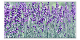 Poster  Lavendelfeld - Atteloi