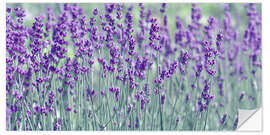 Naklejka na ścianę Lavender field