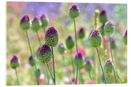 Acrylic print Beautiful allium field