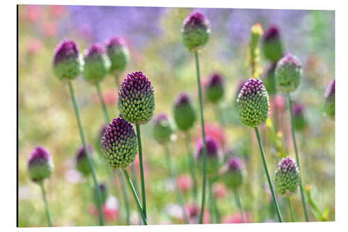 Aluminiumsbilde Beautiful allium field