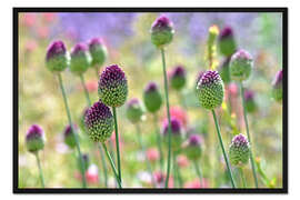 Gerahmter Kunstdruck Schönes Allium-Feld