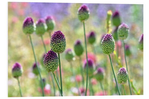 PVC-taulu Beautiful allium field