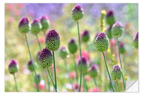 Selvklæbende plakat Beautiful allium field