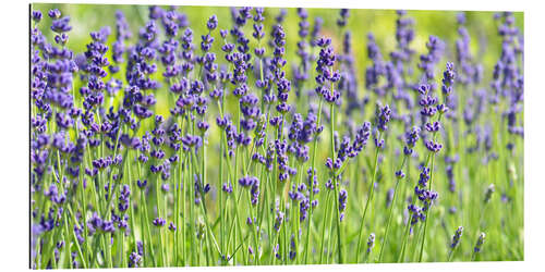 Gallery print Lavender panorama