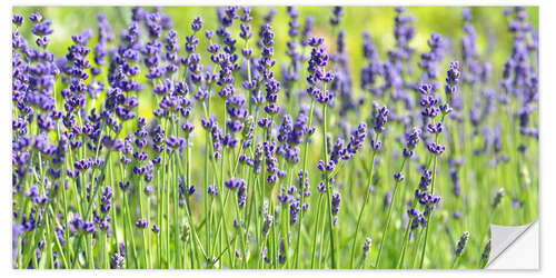 Naklejka na ścianę Lavender panorama