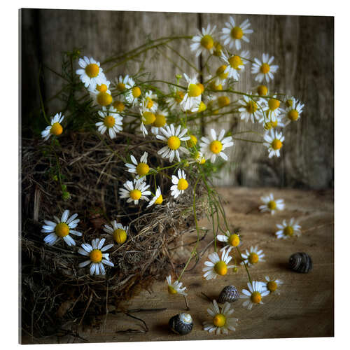 Acrylic print  chamomile 