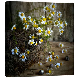 Canvas print  chamomile 