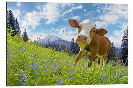 Aluminium print Young cow on mountain pasture