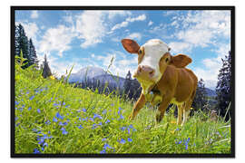 Gerahmter Kunstdruck Junge Kuh auf der Alm