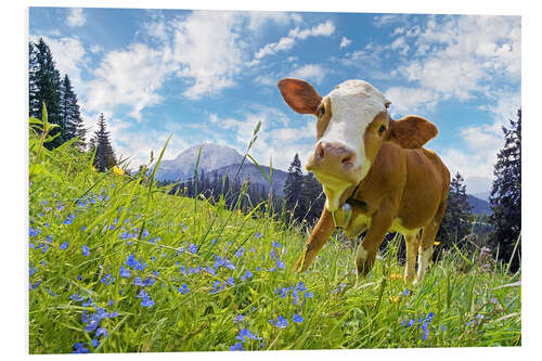 PVC-taulu Young cow on mountain pasture