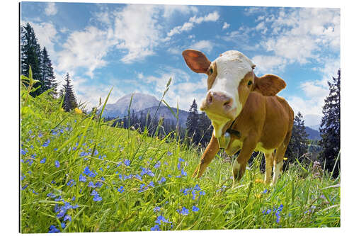 Galleriprint Young cow on mountain pasture