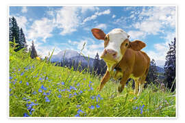 Poster Young cow on mountain pasture