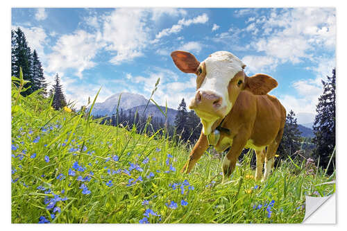 Wall sticker Young cow on mountain pasture