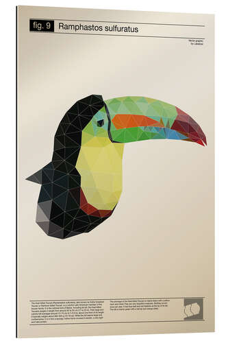 Tableau en plexi-alu Toucan polygonal (anglais)