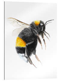 Quadro em plexi-alumínio Pretty bumblebee