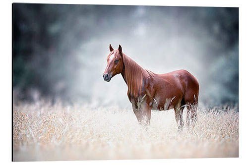 Cuadro de aluminio Caballo