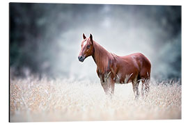 Tableau en aluminium Cheval