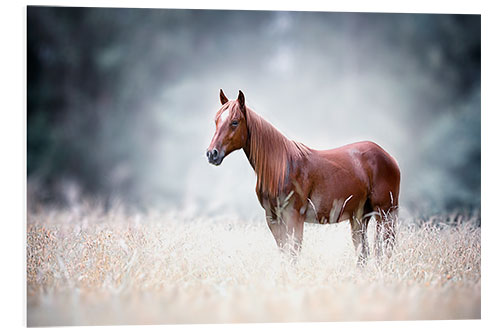 Quadro em PVC Cavalo