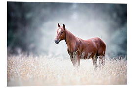 Stampa su PVC Cavallo