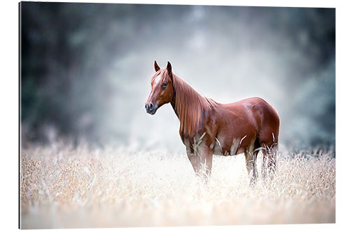 Gallery print Horse