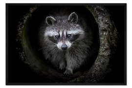 Gerahmter Kunstdruck Racoon