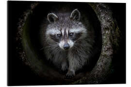 Gallery print Racoon