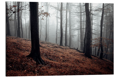 Stampa su alluminio Nebbia mistica nella foresta di resina