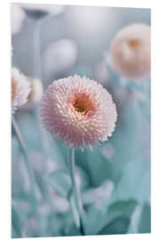 Foam board print Bellis 