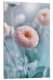 Gallery print Bellis 