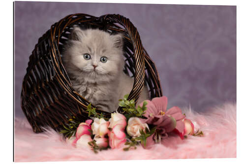 Galleritryk Cute cat kid in the basket - purple dreams