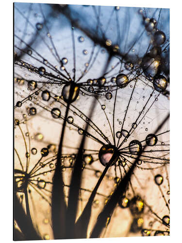 Tableau en aluminium Aigrettes de pissenlit magiques