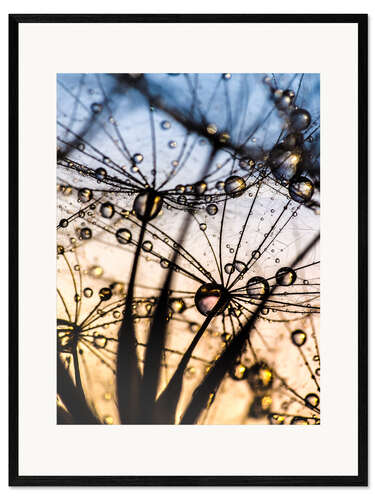 Ingelijste kunstdruk Dandelion seeds magic