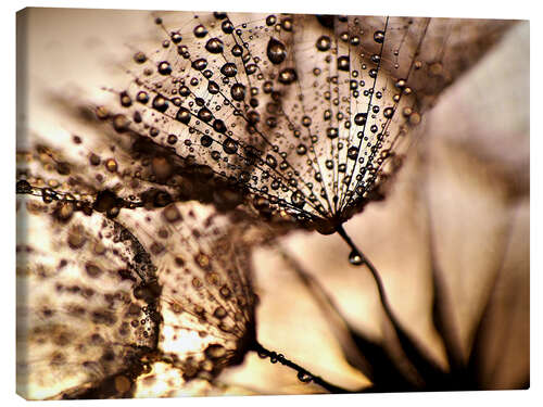 Canvas print Pusteblume Goldglanz