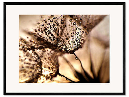 Framed art print Pusteblume Goldglanz