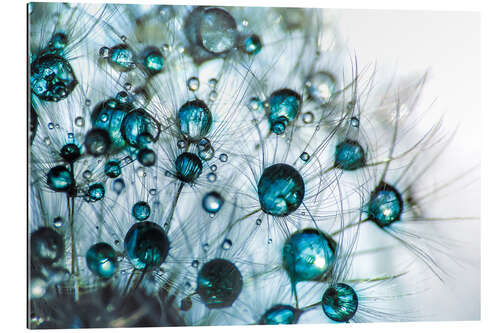 Gallery print Dandelion Drop gloss in blue turquoise