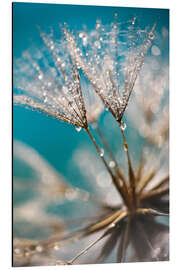 Alubild Pusteblume Schirmchen closeup