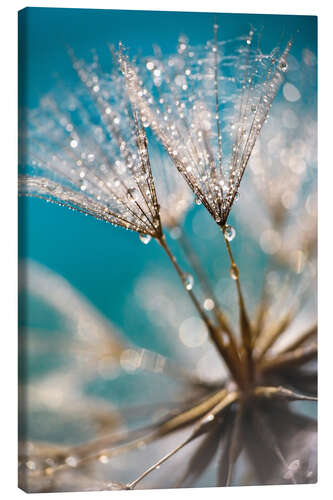 Canvastavla Dandelion seeds