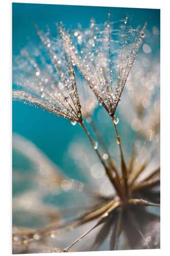 Foam board print Dandelion seeds