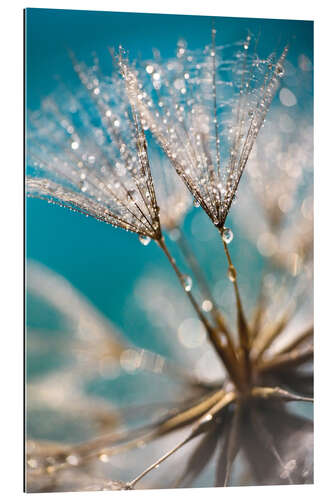 Gallery print Dandelion seeds